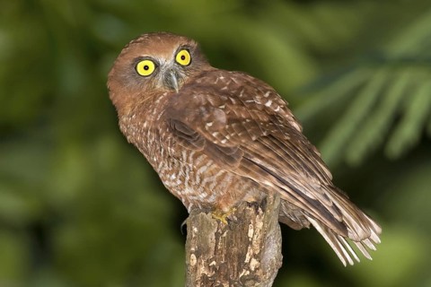 Christmas Boobook (Ninox natalis), Christmas Island, Australia