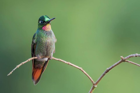 Brazilian Ruby (Clytolaema rubricauda) perched on a branch in the Atlantic Rainforest of Brazil