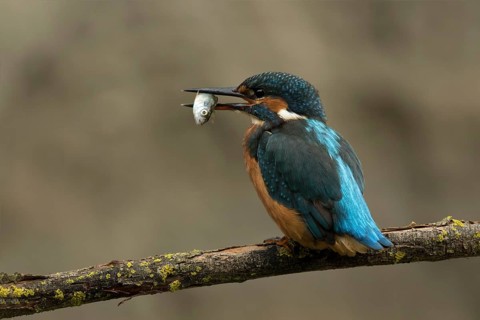 Ijsvogel, Kingfisher, Alcedo atthis ispida