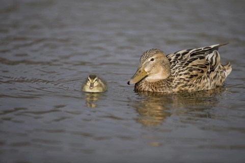 Mallard (Anas platyrhynchos) with chicks, Texel, Netherlands