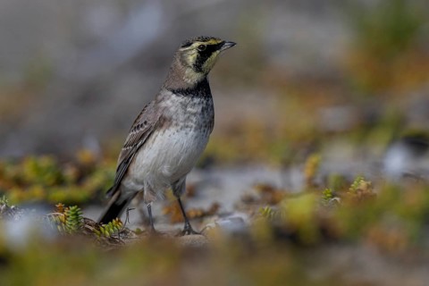 Horned Lark (Eremophila alpestris), Schleswig-Holstein, Germany