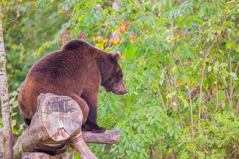 A young male Eurasian brown bear (Ursus arctos arctos) sits on a rotting log lying on the ground