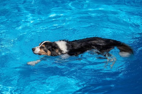 Dog, breed Australian Shepherd bathing in a swimming pool, Bavaria, Germany