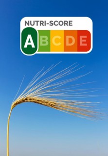 A single barley stalk, symbolic photo for agriculture and healthy nutrition. Single ear, blue sky,