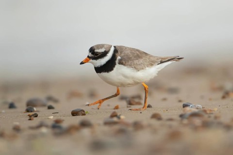 Ringed plover (Charadrius hiaticula) adult wading bird on a beach, England, United Kingdom