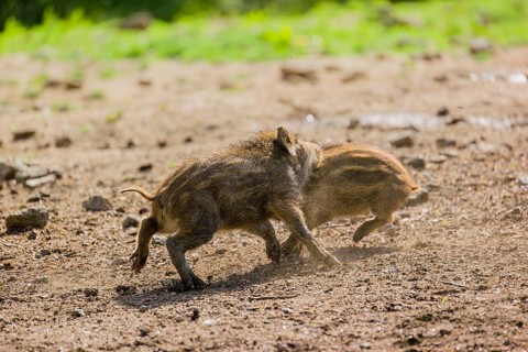 Two Wild boar (Sus scrofa) piglets play on a clearing