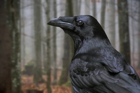Close up of common raven, northern raven (Corvus corax) in autumn forest