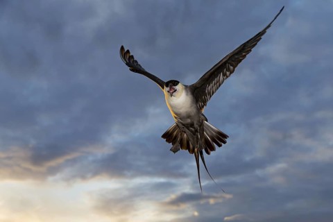 Falcon Skua, (Stercorarius longicaudus), animals, birds, gull, family of skuas, flight photo,