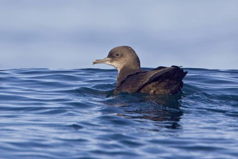 Sooty Shearwater (Ardenna grisea), British Columbia, Canada