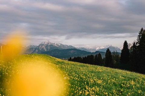 Dandelion in the Allgäu in front of the Alps and their beautiful mountains in Bavaria, Germany
