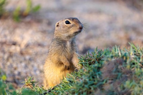 A fully grown ground squirrel (Spermophilus citellus) sits on gravel next to green vegetation on a