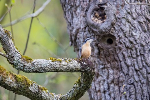 Nuthatch (Sitta europaea) Courtship song Germany