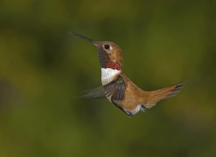 Rufous Hummingbird (Selasphorus rufus) male, British Columbia, Canada