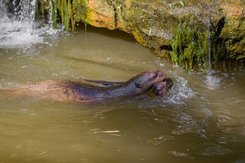 An adult giant otter or giant river otter (Pteronura brasiliensis) swims in a small river carrying