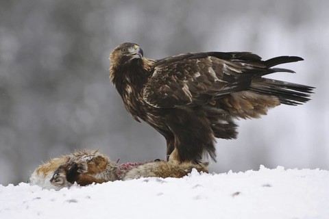 Golden Eagle (Aquila chrysaetos), Norway