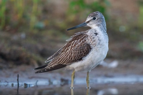 Common Greenshank (Tringa nebularia), North Rhine-Westphalia, Germany