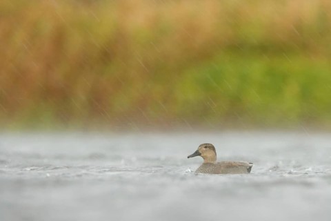 Gadwall (Mareca strepera) male, Utrecht, Netherlands