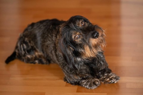 Rough-haired dachshund, male dog, lying on parquet, holding head at an angle, astonished,