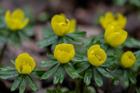 Winter aconites (Eranthis hyemalis), Emsland, Lower Saxony, Germany