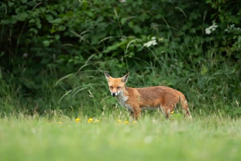 Red fox (Vulpes vulpes) adult animal on the edge of a woodland in the summer, England, United