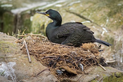 European Shag (Phalacrocorax aristotelis) on nest, Farne Islands, United Kingdom