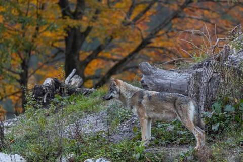 One eurasian gray wolf (Canis lupus lupus) standing on a small hill between logs with a colourful