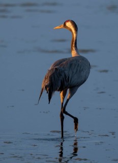 Crane (Grus grus) foraging in the shallow water zone of a lake, warm morning light, Lower Saxony,