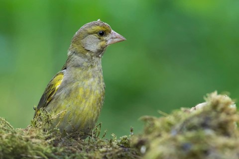 European Greenfinch (Chloris chloris) male, Lower Saxony, Germany
