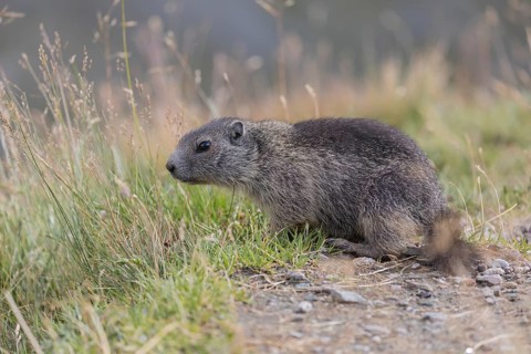 One young Alpine Marmot, Marmota marmota, standing in high green grass, feeding on some leaves.