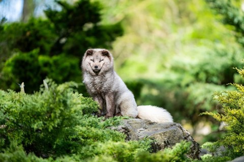 Arctic fox (Vulpes lagopus) sitting on a rock, Bavaria, Germany