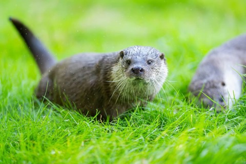 Eurasian otter (Lutra lutra) on a meadow, Hesse, Germany