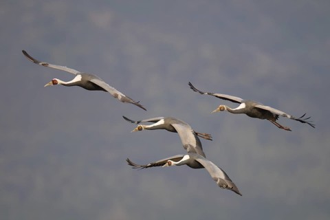 White-naped Crane (Antigone vipio) juvenile flying, Arasaki, Japan