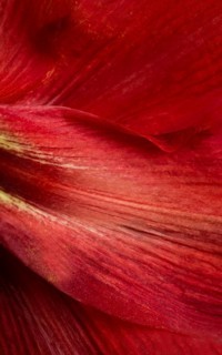 A detailed, vibrant close-up shot of a red amaryllis flower petal with natural textures and color