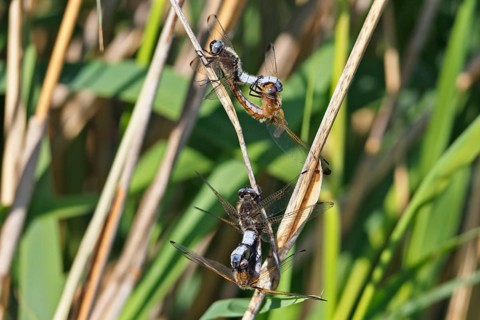 Lesser blue arrow (Orthetrum coerulescens), four animals mating on a reed stalk, copula, Peene
