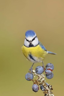 Blue tit (Parus caeruleus), sitting on a branch in a blackthorn bush, (Prunus spinosa), sloes, with