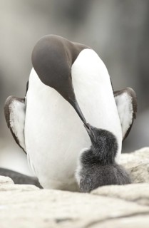 Common Murre (Uria aalge) with chick, Scotland, United Kingdom