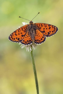 Das Männchen des Roten Scheckenfalter (Melitaea didyma) zeigt sich mit geöffneten Flügeln der