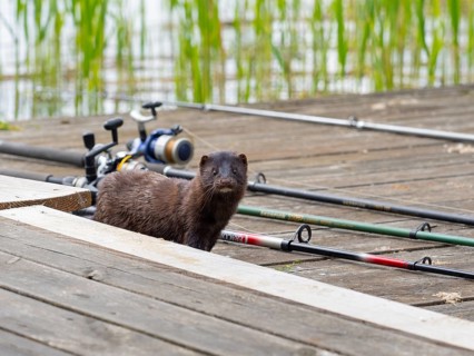 A mink stands between fishing tackle