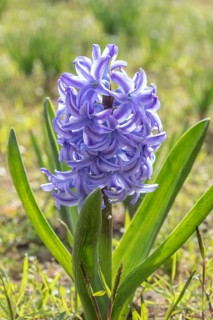 Hyacinth in a garden. Krasnodar. Russia