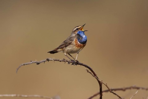 Bluethroat (Luscinia svecica cyanecula) male singing, Texel, Netherlands