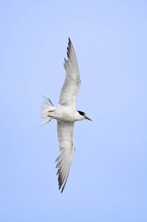 Common Tern (Sterna hirundo) flying, New York, USA