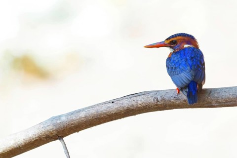 Brown-headed Kingfisher, (Ispidia leconte), (Ceyx lecontei), Myioceyx lecontei, kingfisher family,