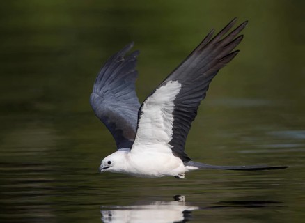 Swallow-tailed Kite (Elanoides forficatus) flying, Florida, USA