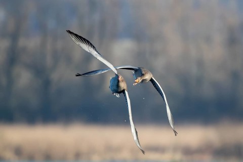 Aerial dispute between two greylag geese, in the Großen Rosin Moor nature reserve,