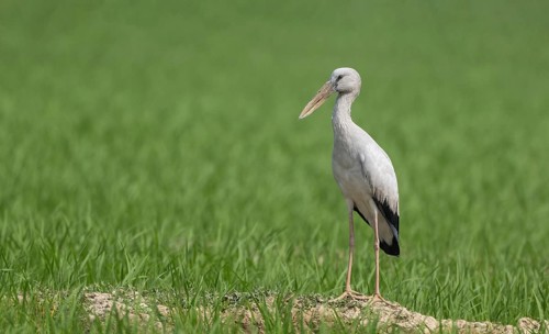 An Asian openbill or Asian openbill stork (Anastomus oscitans), Sreepur, Gazipur, Bangladesh