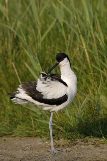 Saebelschnaebler (Recurvirostra avosetta), Avocet, Altvogel putzt sich, Juni, Insel Texel, Nordsee,