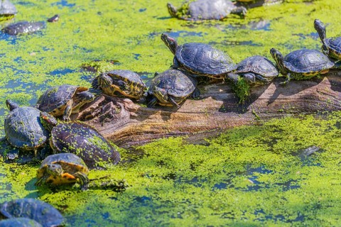 A group of red-eared slider (Trachemys scripta elegans)rests on logs lying in a pond covered with