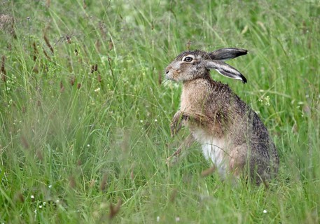 Male hare (Lepus europaeus) in a meadow, Lower Rhine, North Rhine-Westphalia, Germany