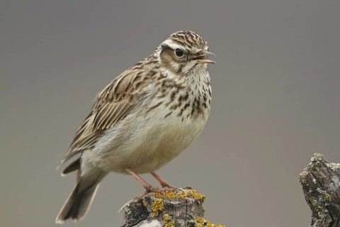 Woodlark (Lullula arborea) singing, Rhineland-Palatinate, Germany