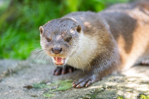Eurasian otter (Lutra lutra) lying on a rock, Bavaria, Germany